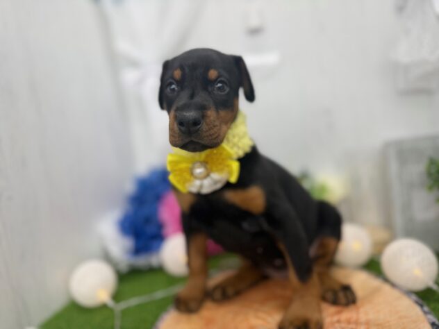 香川県のドーベルマン (ワンキャラット アミーゴ高松店/2025年12月10日生まれ/女の子/ブラックタン)の子犬の3枚目の画像