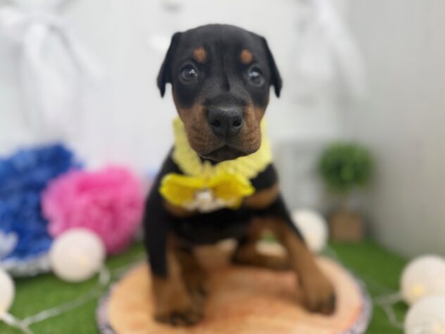 香川県のドーベルマン (ワンキャラット アミーゴ高松店/2025年12月10日生まれ/女の子/ブラックタン)の子犬の2枚目の画像