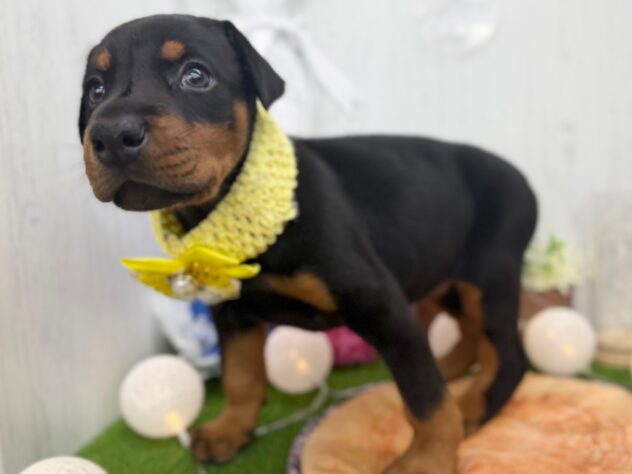 香川県のドーベルマン (ワンキャラット アミーゴ高松店/2025年12月10日生まれ/女の子/ブラックタン)の子犬の4枚目の画像