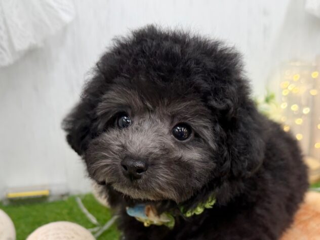 香川県のトイプードル(トイ) (ワンキャラット アミーゴ高松店/2025年12月8日生まれ/女の子/グレー(旧シルバー))の子犬の1枚目の画像