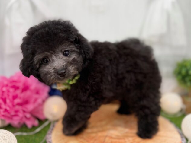 香川県のトイプードル(トイ) (ワンキャラット アミーゴ高松店/2025年12月8日生まれ/女の子/グレー(旧シルバー))の子犬の2枚目の画像