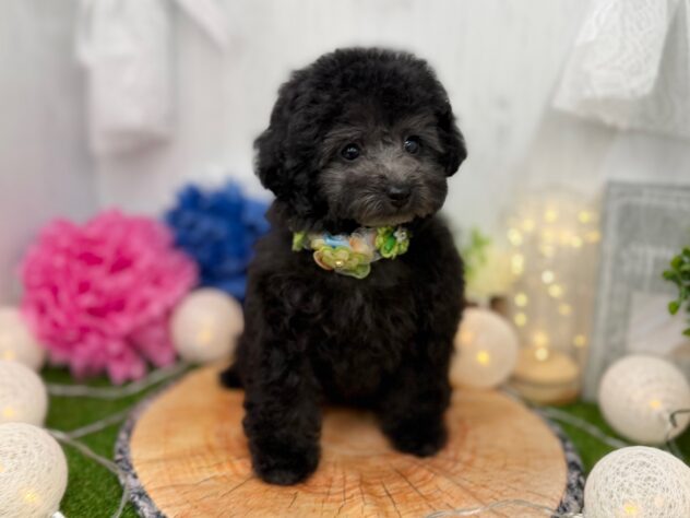 香川県のトイプードル(トイ) (ワンキャラット アミーゴ高松店/2025年12月8日生まれ/女の子/グレー(旧シルバー))の子犬の3枚目の画像