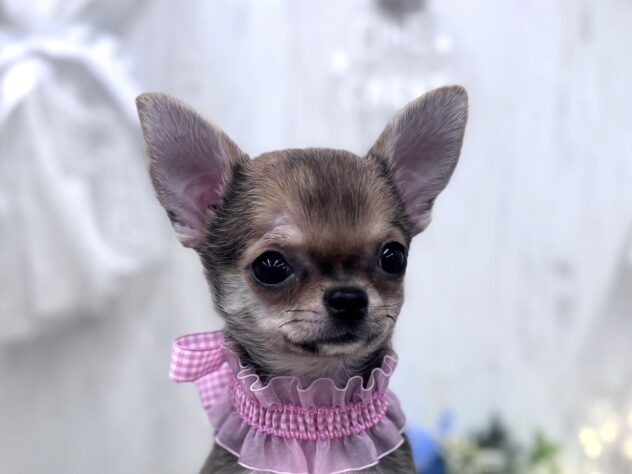 香川県のチワワ(ロング) (ワンキャラット アミーゴ高松店/2025年11月21日生まれ/女の子/セーブルホワイト)の子犬の1枚目の画像