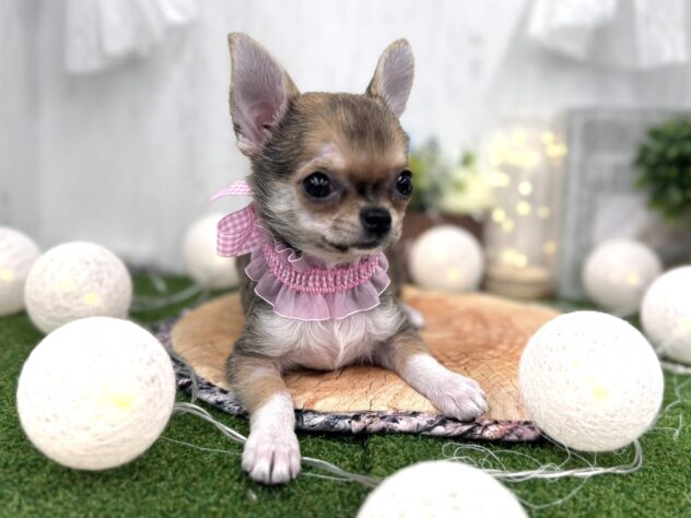 香川県のチワワ(ロング) (ワンキャラット アミーゴ高松店/2025年11月21日生まれ/女の子/セーブルホワイト)の子犬の2枚目の画像