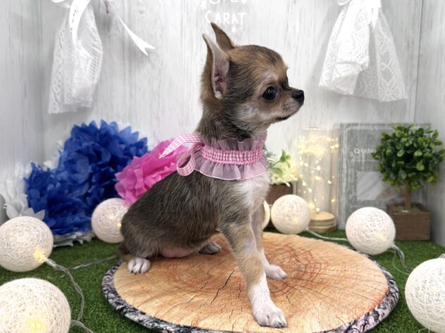 香川県のチワワ(ロング) (ワンキャラット アミーゴ高松店/2025年11月21日生まれ/女の子/セーブルホワイト)の子犬の3枚目の画像