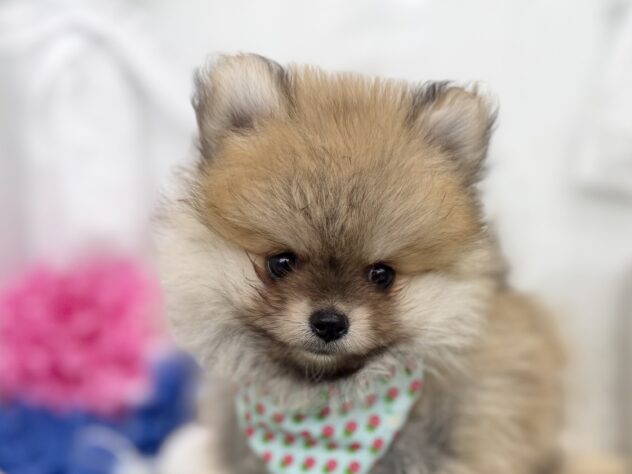 香川県のポメラニアン (ワンキャラット アミーゴ高松店/2025年12月19日生まれ/男の子/ホワイトセーブル)の子犬の1枚目の画像