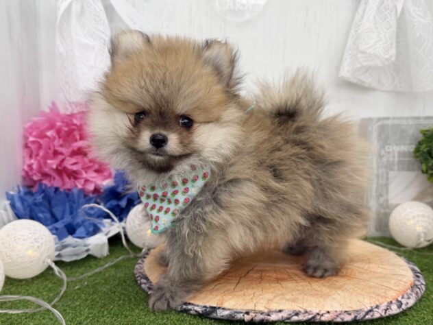 香川県のポメラニアン (ワンキャラット アミーゴ高松店/2025年12月19日生まれ/男の子/ホワイトセーブル)の子犬の2枚目の画像