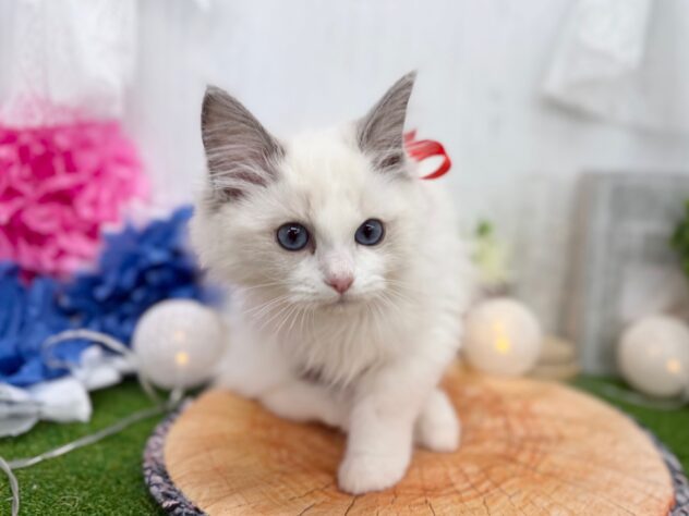 香川県のラグドール (ワンキャラット アミーゴ高松店/2025年11月6日生まれ/女の子/ブルーポイントバイカラー)の子猫の3枚目の画像