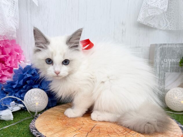 香川県のラグドール (ワンキャラット アミーゴ高松店/2025年11月6日生まれ/女の子/ブルーポイントバイカラー)の子猫の2枚目の画像