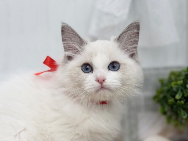 香川県のラグドール (ワンキャラット アミーゴ高松店/2025年11月6日生まれ/女の子/ブルーポイントバイカラー)の子猫の1枚目の画像
