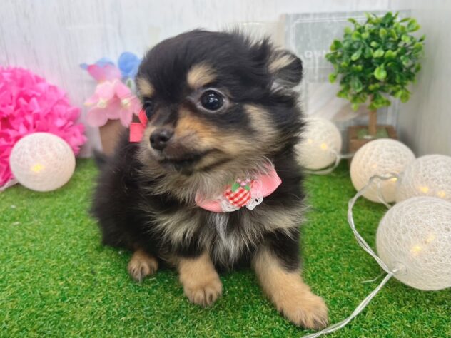 香川県のハーフ犬・ミックス犬 (ワンキャラット アミーゴ高松店/2025年12月23日生まれ/女の子/ブラックタン)の子犬の4枚目の画像