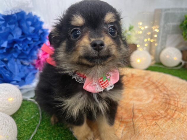 香川県のハーフ犬・ミックス犬 (ワンキャラット アミーゴ高松店/2025年12月23日生まれ/女の子/ブラックタン)の子犬の3枚目の画像