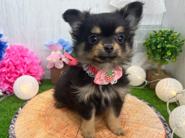 香川県のハーフ犬・ミックス犬 (ワンキャラット アミーゴ高松店/2025年12月23日生まれ/女の子/ブラックタン)の子犬の2枚目の画像