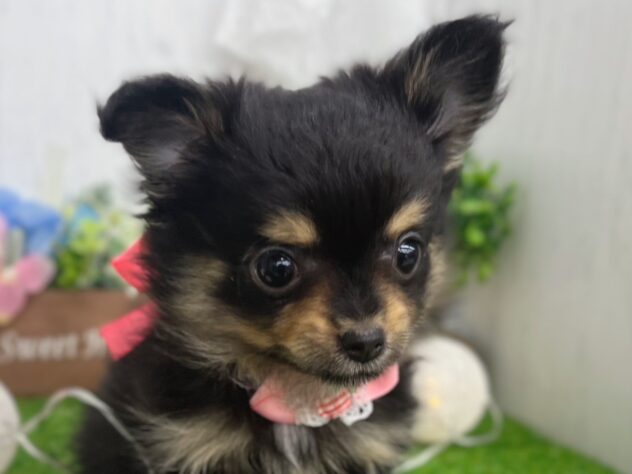 香川県のハーフ犬・ミックス犬 (ワンキャラット アミーゴ高松店/2025年12月23日生まれ/女の子/ブラックタン)の子犬の1枚目の画像