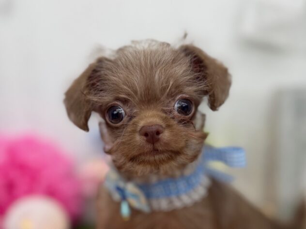 2025年12月28日生まれのチワプー/プーチー(チワワ×プードル)