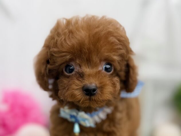 香川県のトイプードル(トイ) (ワンキャラット アミーゴ高松店/2025年12月17日生まれ/男の子/レッドフォーン)の子犬の1枚目の画像
