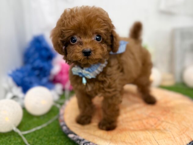 香川県のトイプードル(トイ) (ワンキャラット アミーゴ高松店/2025年12月17日生まれ/男の子/レッドフォーン)の子犬の2枚目の画像