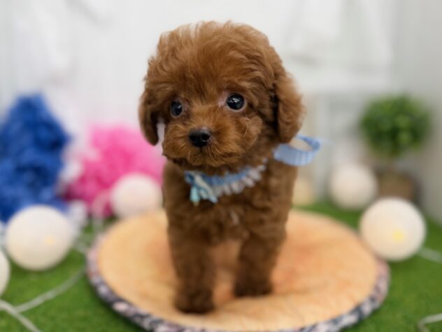 香川県のトイプードル(トイ) (ワンキャラット アミーゴ高松店/2025年12月17日生まれ/男の子/レッドフォーン)の子犬の3枚目の画像