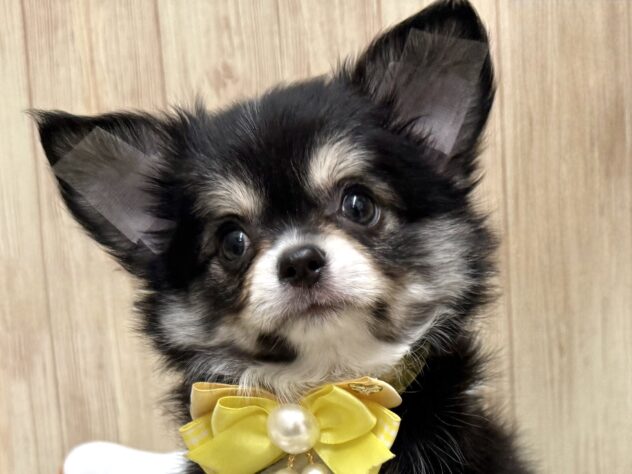 広島県のチワワ(ロング) (アミーゴ東深津店/2025年11月22日生まれ/男の子/ブラッククリーム)の子犬