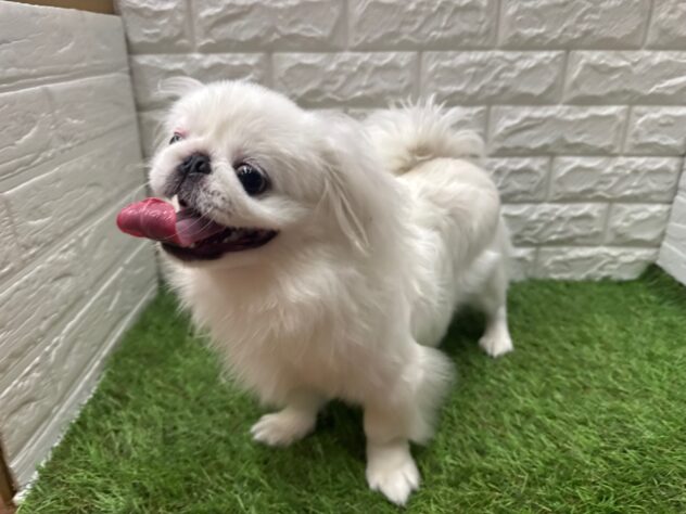 新潟県のペキニーズ (アミーゴ新潟小新店/2025年7月28日生まれ/男の子/ホワイト)の子犬の1枚目の画像