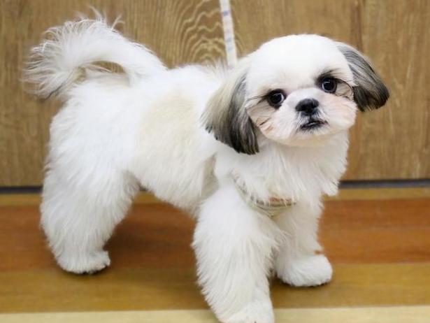 兵庫県のシーズー (ペット・プラザ アミーゴ明石魚住店/2025年9月15日生まれ/男の子/ホワイトゴールド)の子犬の1枚目の画像