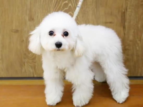 兵庫県のトイプードル(トイ) (ペット・プラザ アミーゴ明石魚住店/2025年9月17日生まれ/女の子/ホワイト)の子犬の1枚目の画像