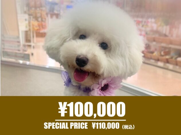 広島県のトイプードル(トイ) (アミーゴ東深津店/2025年2月20日生まれ/女の子/ホワイト)の子犬の1枚目の画像