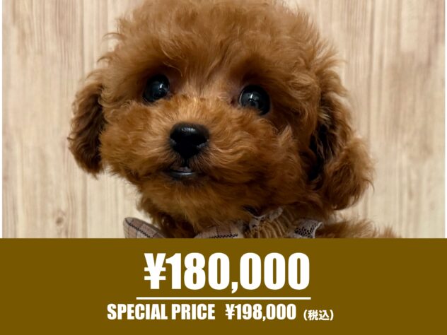 広島県のトイプードル(トイ) (アミーゴ東深津店/2025年10月5日生まれ/女の子/レッド)の子犬