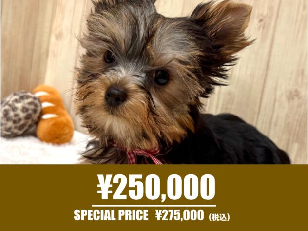 広島県のヨークシャーテリア (アミーゴ東深津店/2025年9月28日生まれ/女の子/スチールブルータン)の子犬