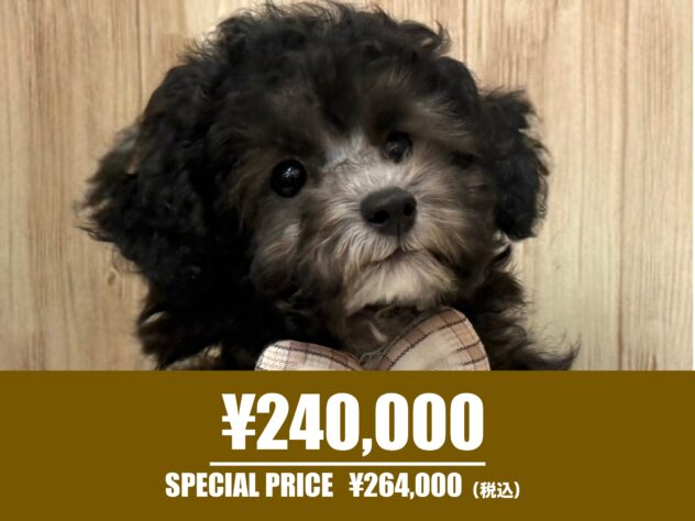 広島県のトイプードル(トイ) (アミーゴ東深津店/2025年8月25日生まれ/女の子/シルバー)の子犬の1枚目の画像