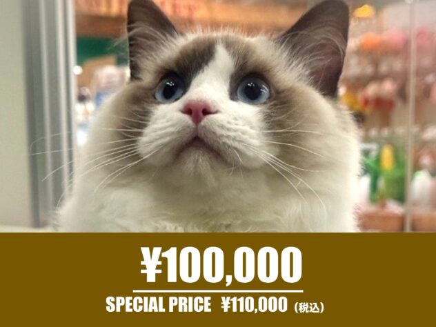 広島県のラグドール (アミーゴ東深津店/2025年5月25日生まれ/男の子/シールポイントバイカラー)の子猫の1枚目の画像