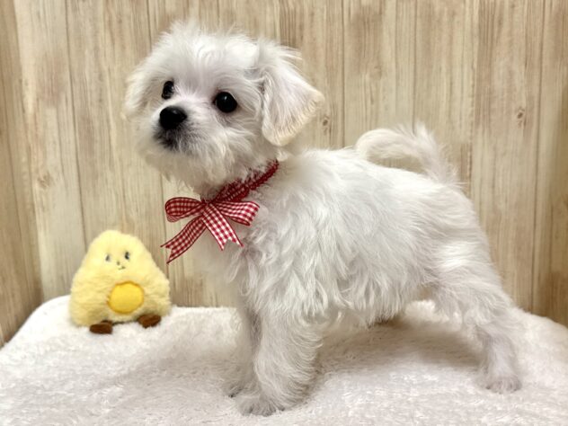 広島県のハーフ犬・ミックス犬 (アミーゴ東深津店/2025年12月3日生まれ/女の子/ホワイト)の子犬の2枚目の画像