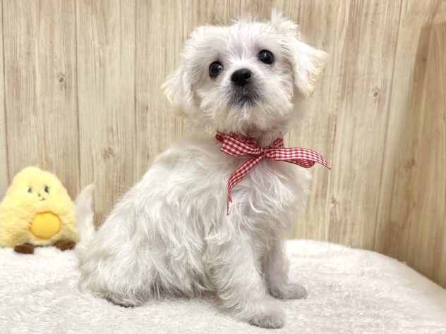 広島県のハーフ犬・ミックス犬 (アミーゴ東深津店/2025年12月3日生まれ/女の子/ホワイト)の子犬の3枚目の画像