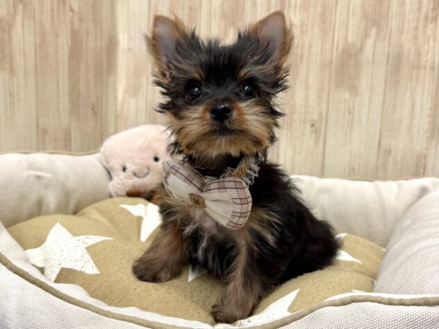 広島県のヨークシャーテリア (アミーゴ東深津店/2025年11月29日生まれ/男の子/スチールブルータン)の子犬の4枚目の画像