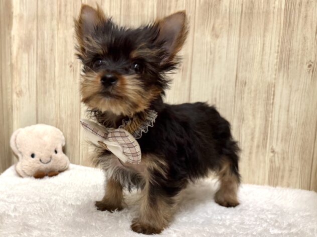 広島県のヨークシャーテリア (アミーゴ東深津店/2025年11月29日生まれ/男の子/スチールブルータン)の子犬の2枚目の画像