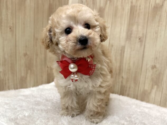 広島県のハーフ犬・ミックス犬 (アミーゴ東深津店/2025年12月7日生まれ/女の子/クリーム)の子犬の4枚目の画像