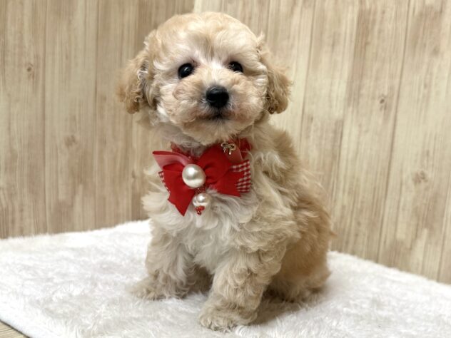 広島県のハーフ犬・ミックス犬 (アミーゴ東深津店/2025年12月7日生まれ/女の子/クリーム)の子犬の2枚目の画像