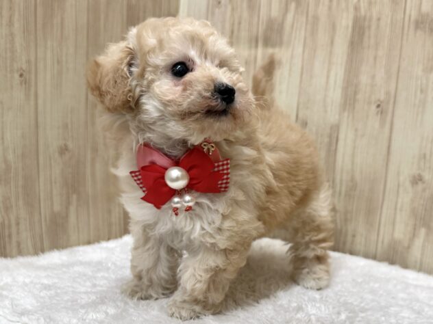 広島県のハーフ犬・ミックス犬 (アミーゴ東深津店/2025年12月7日生まれ/女の子/クリーム)の子犬の3枚目の画像