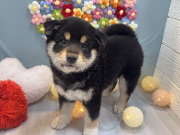 兵庫県の柴犬(標準サイズ) (ワンキャラット アミーゴ姫路飾磨店/2025年12月6日生まれ/女の子/黒)の子犬の3枚目の画像