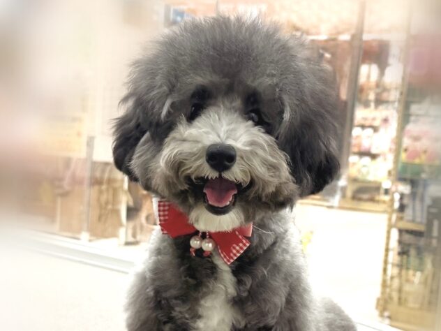 広島県のトイプードル(トイ) (アミーゴ東深津店/2025年8月25日生まれ/女の子/シルバー)の子犬の1枚目の画像