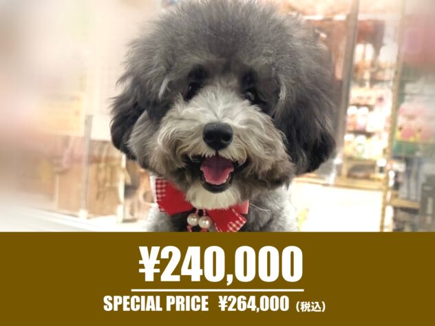 広島県のトイプードル(トイ) (アミーゴ東深津店/2025年8月25日生まれ/女の子/シルバー)の子犬の1枚目の画像