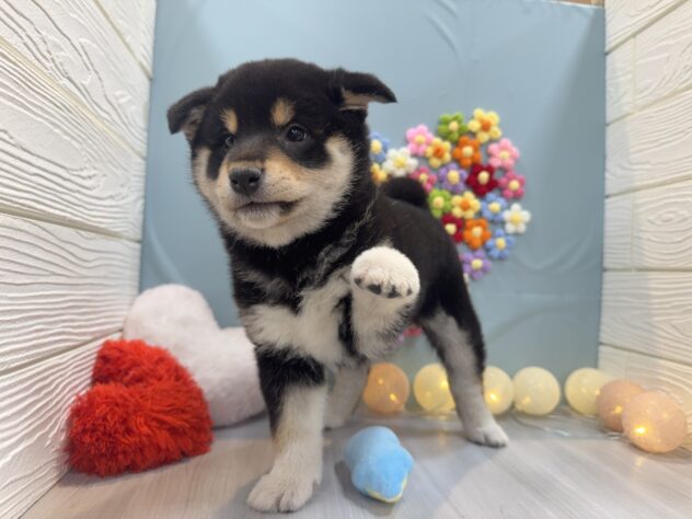 兵庫県の柴犬(標準サイズ) (ワンキャラット アミーゴ姫路飾磨店/2025年12月6日生まれ/女の子/黒)の子犬の4枚目の画像