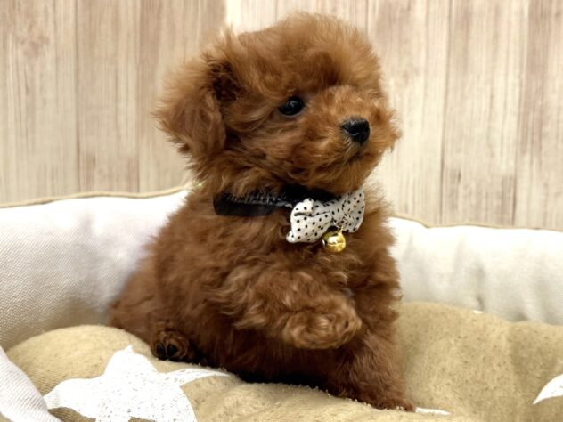 広島県のトイプードル(トイ) (アミーゴ東深津店/2025年12月18日生まれ/男の子/レッドフォーン)の子犬の4枚目の画像