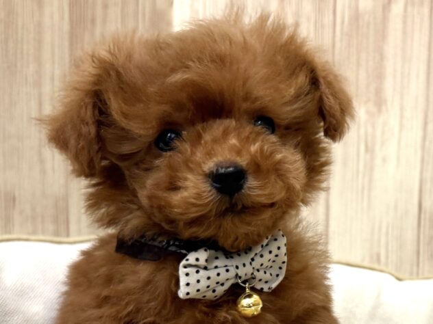 広島県のトイプードル(トイ) (アミーゴ東深津店/2025年12月18日生まれ/男の子/レッドフォーン)の子犬の1枚目の画像