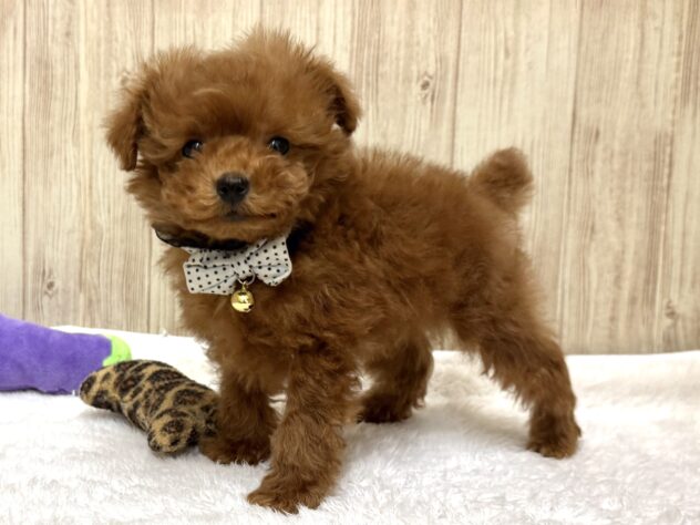 広島県のトイプードル(トイ) (アミーゴ東深津店/2025年12月18日生まれ/男の子/レッドフォーン)の子犬の2枚目の画像