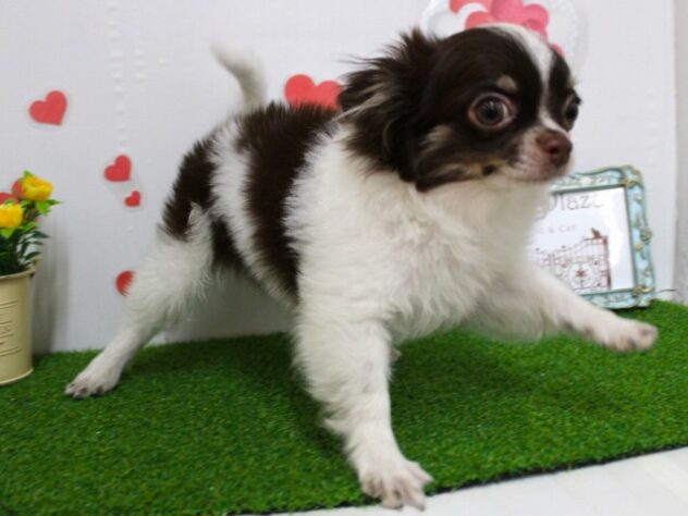 兵庫県のチワワ(ロング) (ペット・プラザ アミーゴ尼崎昭和通店/2025年9月28日生まれ/男の子/ホワイトチョコレート)の子犬の3枚目の画像