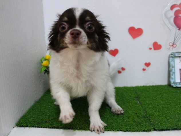 兵庫県のチワワ(ロング) (ペット・プラザ アミーゴ尼崎昭和通店/2025年9月28日生まれ/男の子/ホワイトチョコレート)の子犬の2枚目の画像