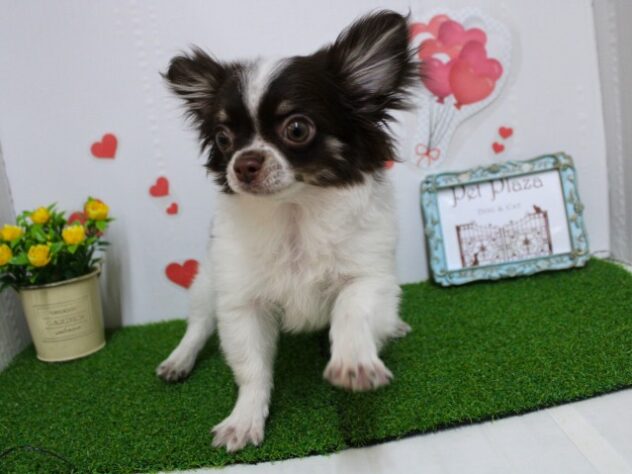 2025年9月28日生まれのチワワ(ロング)