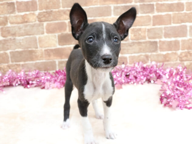 広島県のバセンジー (アミーゴ西条店/2025年12月11日生まれ/男の子/ブラックホワイト)の子犬