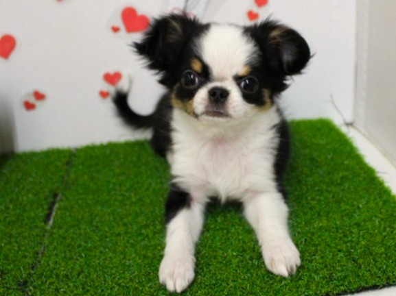 兵庫県のチワワ(ロング) (ペット・プラザ アミーゴ尼崎昭和通店/2025年10月19日生まれ/女の子/ブラッククリームホワイト)の子犬の2枚目の画像